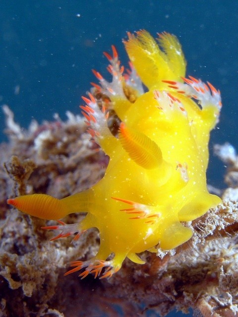 Photo:  nudibranch Kaloplocamus acutus